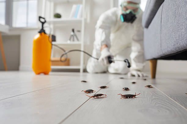 Post-Treatment Bed Bug Interceptor Monitoring in Southgate